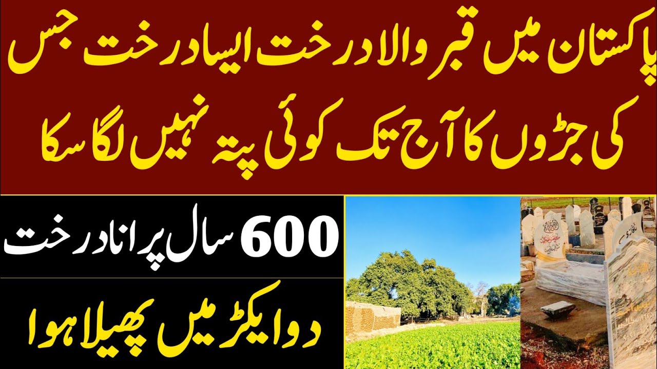 Pakistan’s “Qaber Wala Tree” 🌴 | A 600-Year-Old Horror Tree | Largest Tree in Pakistan